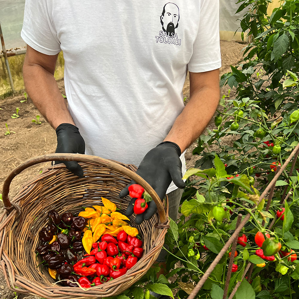 peperoncini freschi appena raccolti