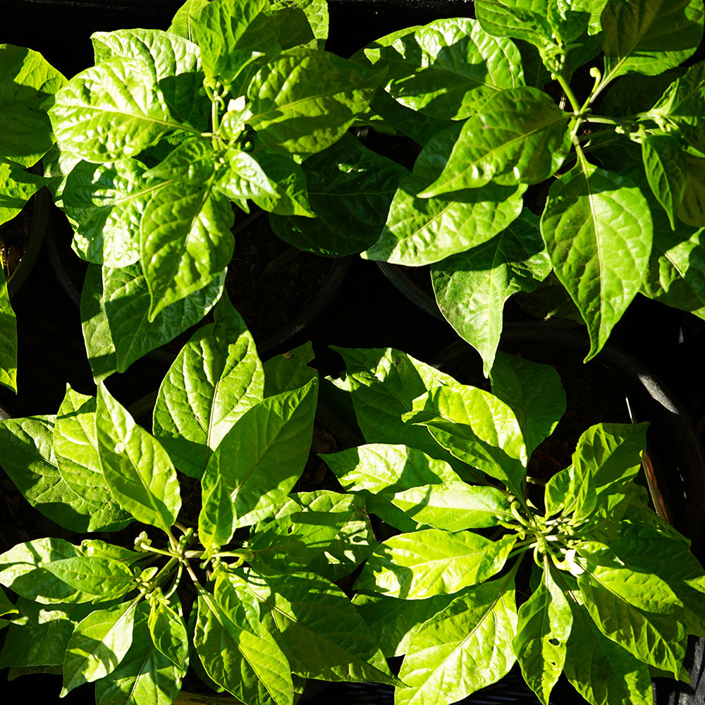 piantine di peperoncino fresco